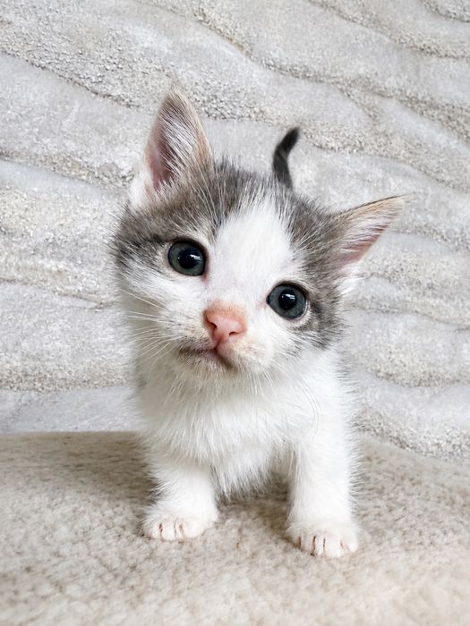 Отдам котят все разные