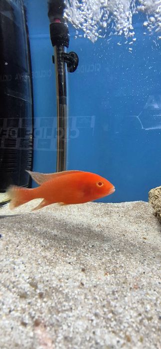 Ciclide africane puii si juvenili