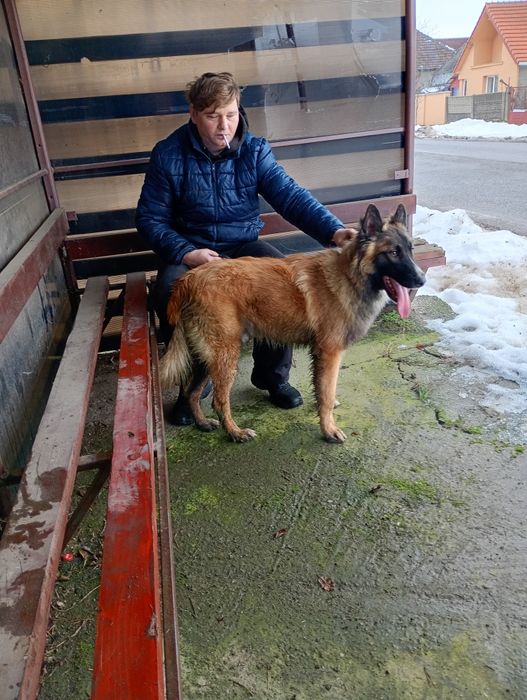 Donez câine rasa malinoa lewandosky