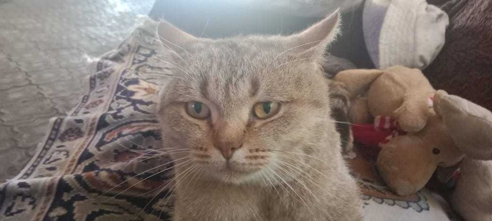 Отдам кота  ласковый