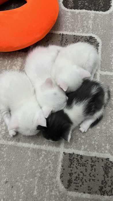 Породистые кошки
