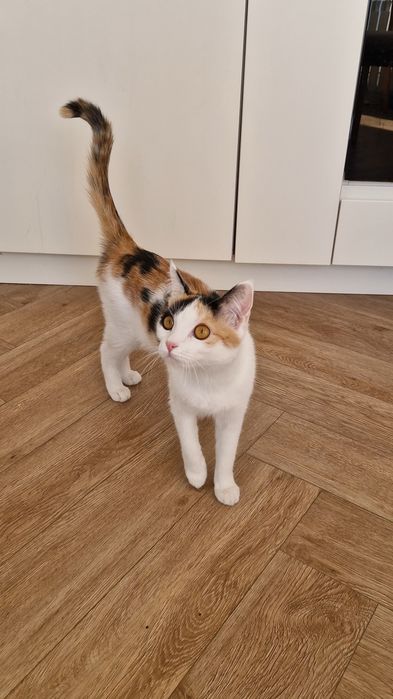 Отдам котёнка в хорошие руки 7 месяцев