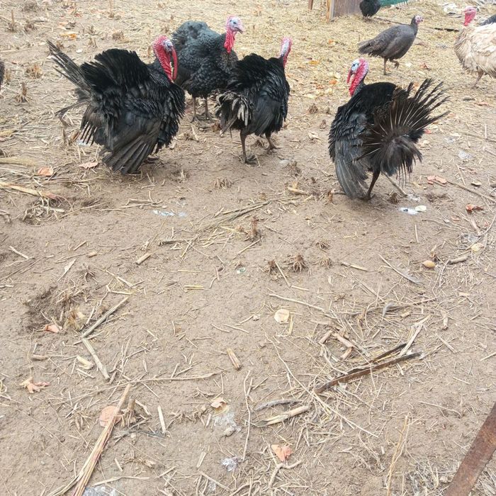 Курка хорозла сотилади