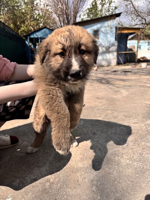 Отдам щенков в добрые руки