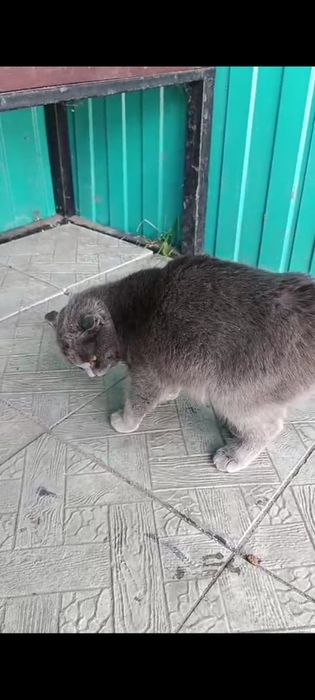 Отдам кошечку годик
