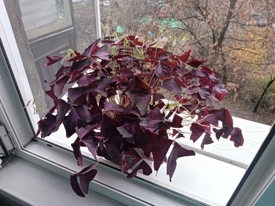 Детелина - стайно растение