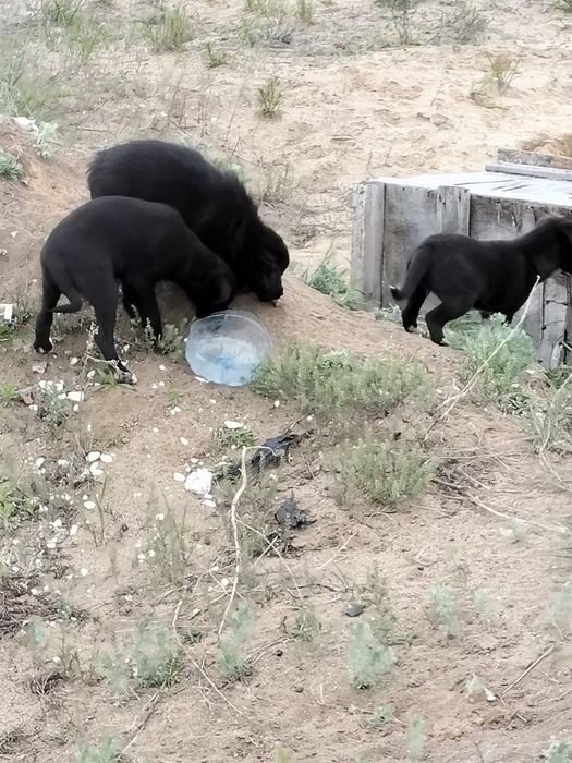 отдам щенков в добрые руки