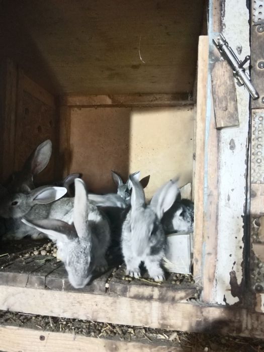 Крольчата не дорого