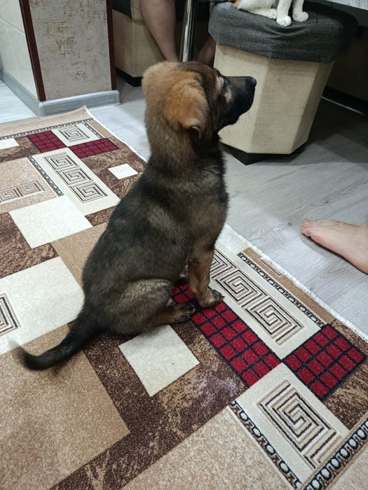 Собака щенок  девочка