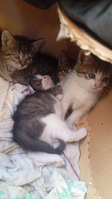 отдам котят даром