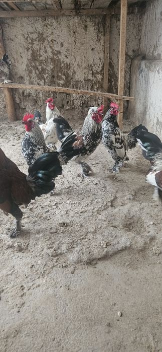 Кораздар сатылады