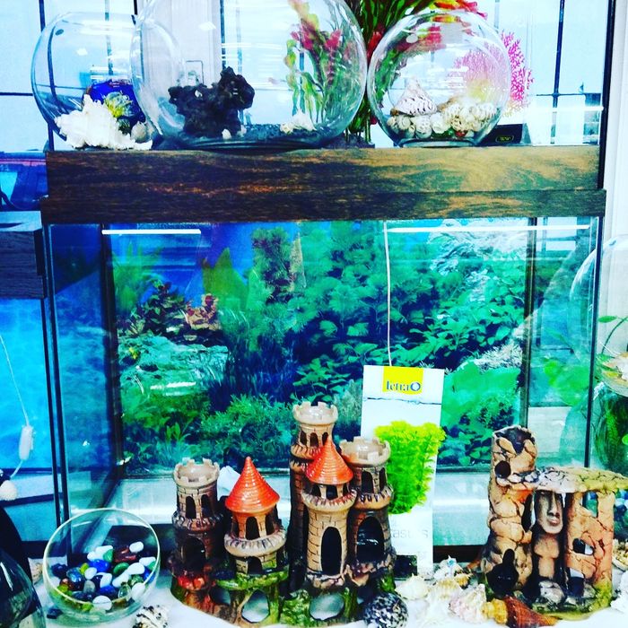 Корм для рыб в Афалине.(Выше Шахристана)