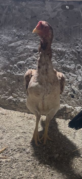 3 ta makion bor dakan zoti toza kares