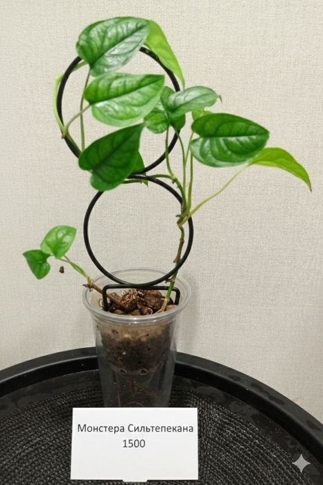 Продам комнатные растения