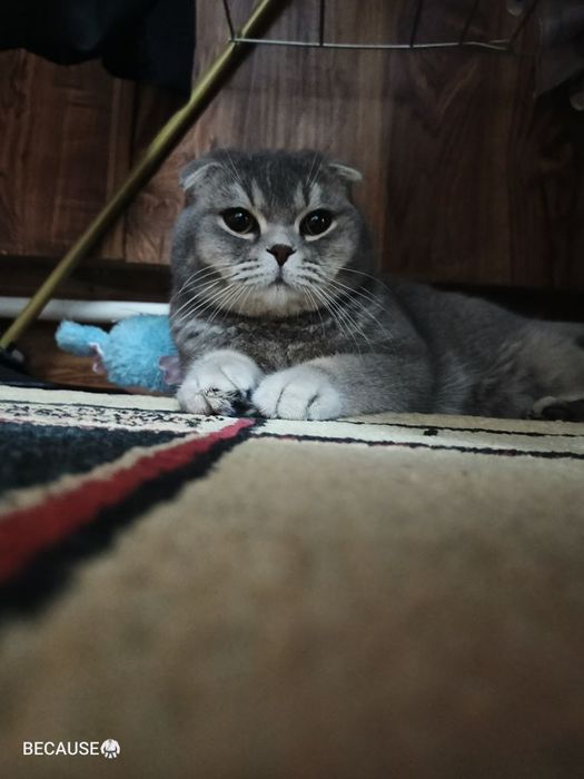 Viyaska, nasil olish uchun o'g'il mushuk