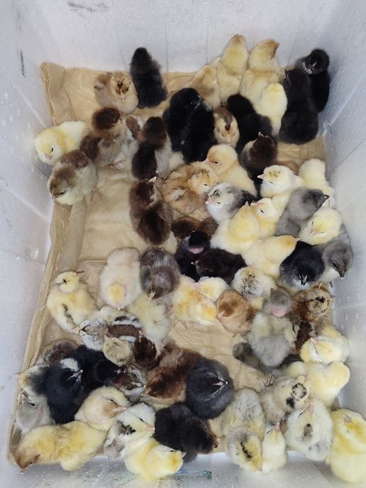 Домашние цыплята СУТОЧНЫЕ