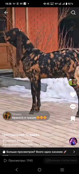 Козы Камори ЧП  козлик