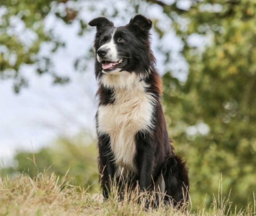 Выгул собак