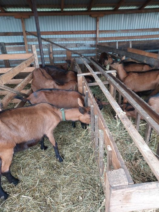 Vând capre alpine franceze gestante