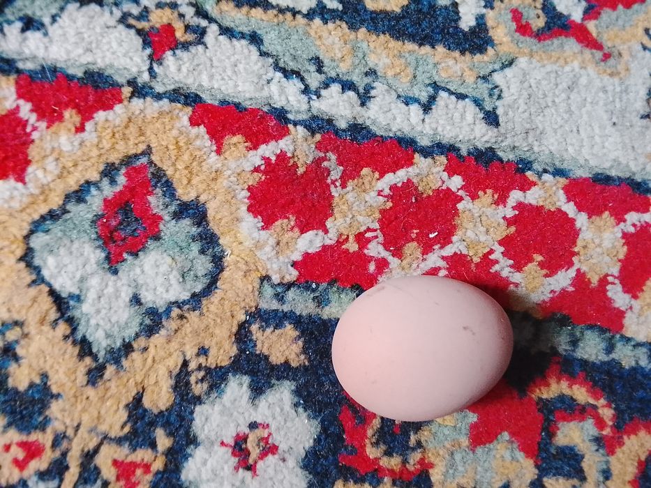 Продам яйцо от домашних кур