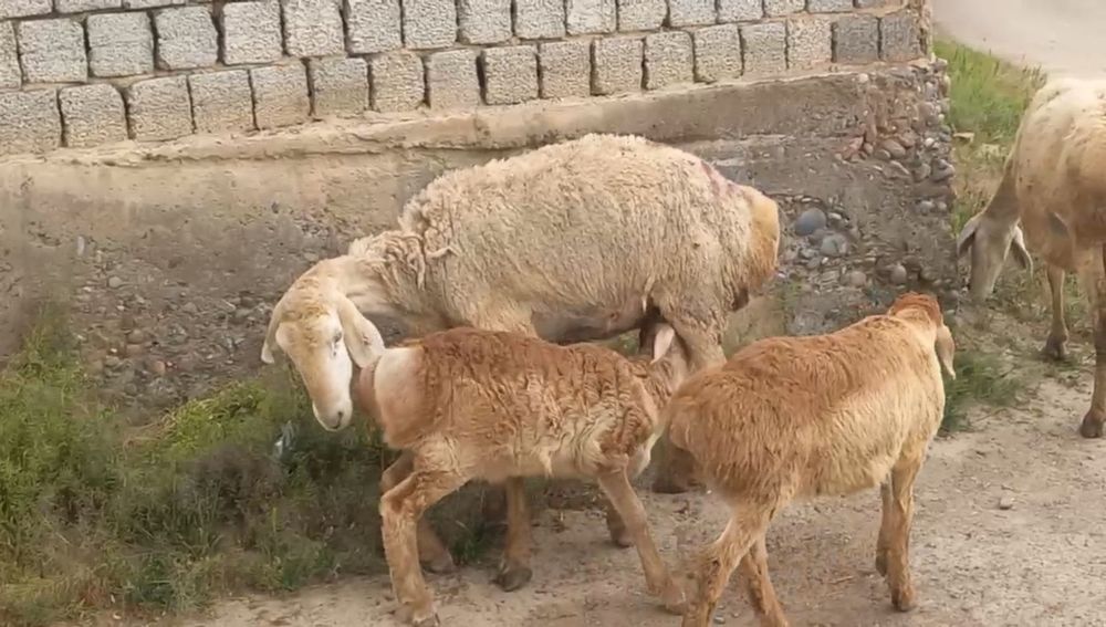 Afgʻon zotli qoylar sifatli