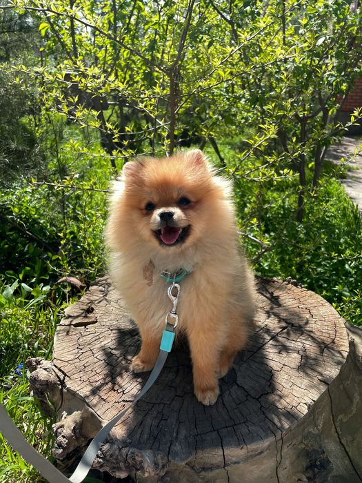 Умнейшие щенки немецкого шпица