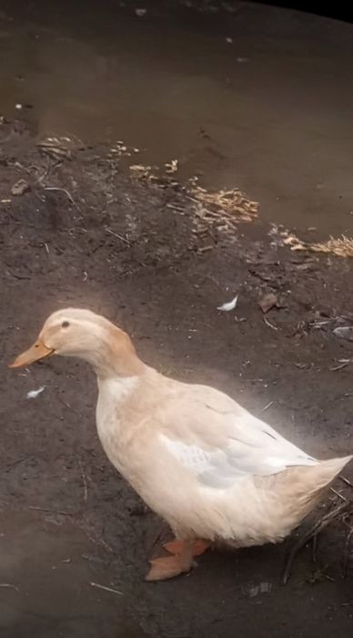 Vand doua rațe si un rațoi