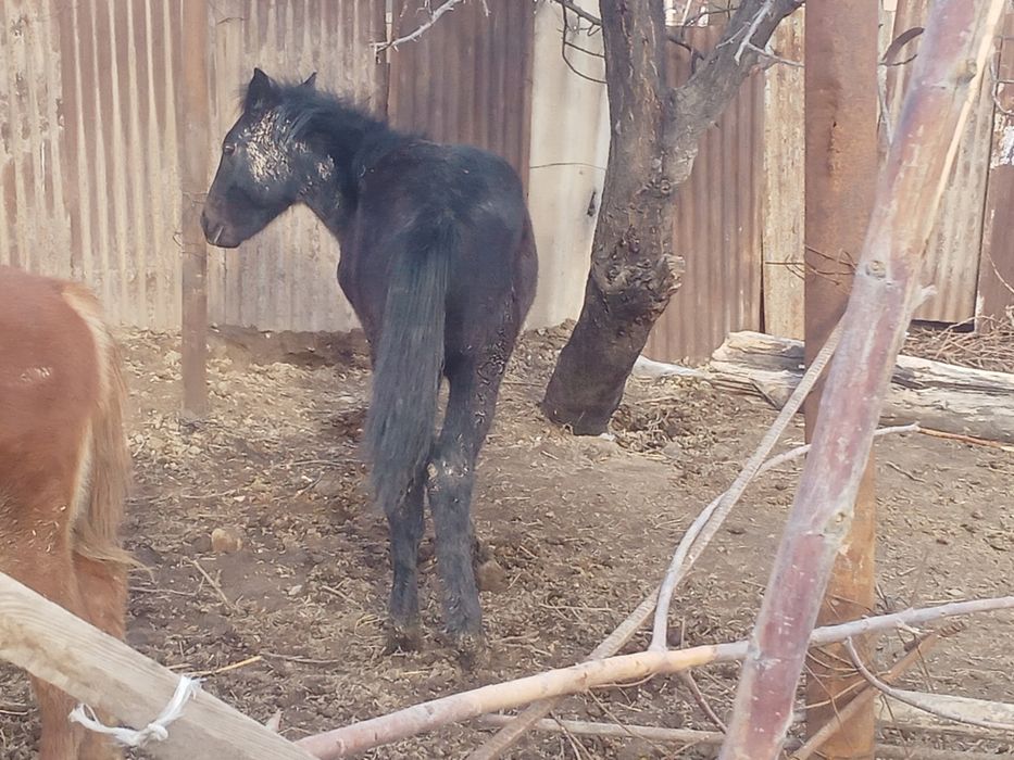 Тайлар жеребята биылғы сатылады