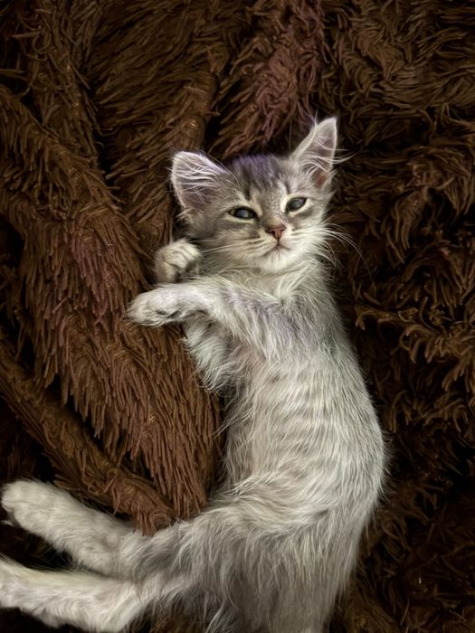 Котенок 3.5 месяца