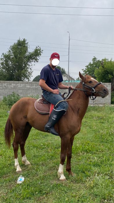 Жеребец Чистокровный