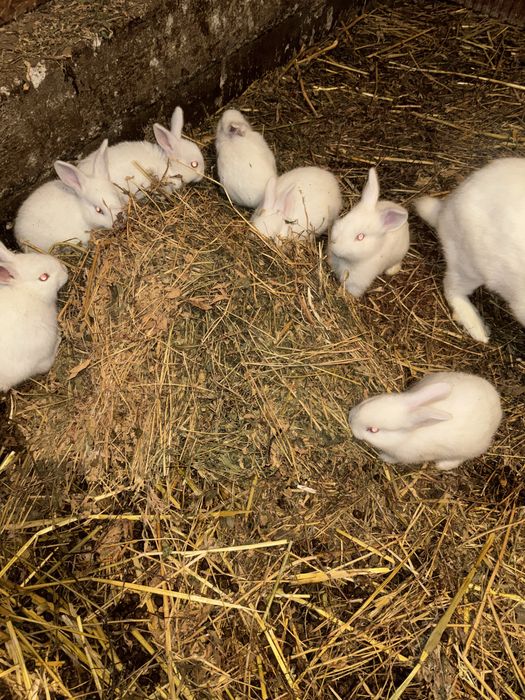 Vând toți iepuri mici