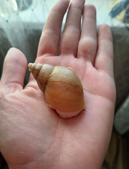 Улитки ахатины и архахатины