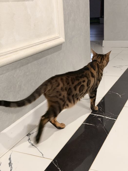 Кот бенгальский взрослый