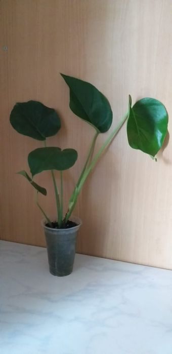 Сансевьера большой цветок