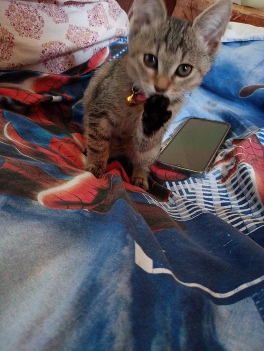 Donez pisicuț spre adopție