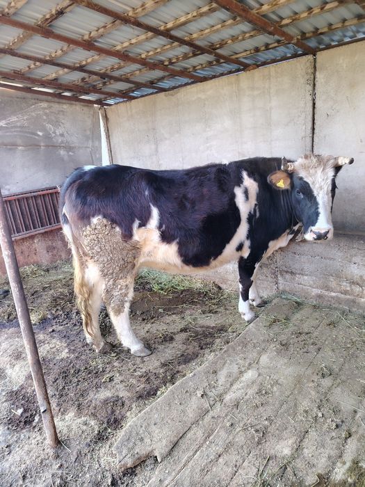 Сиыр сатылады отенай