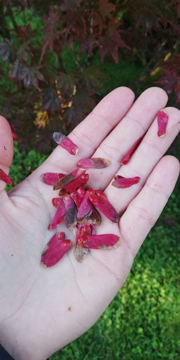 Seminte Artar Japonez Rosu/Verde (Acer Palmatum) 2025