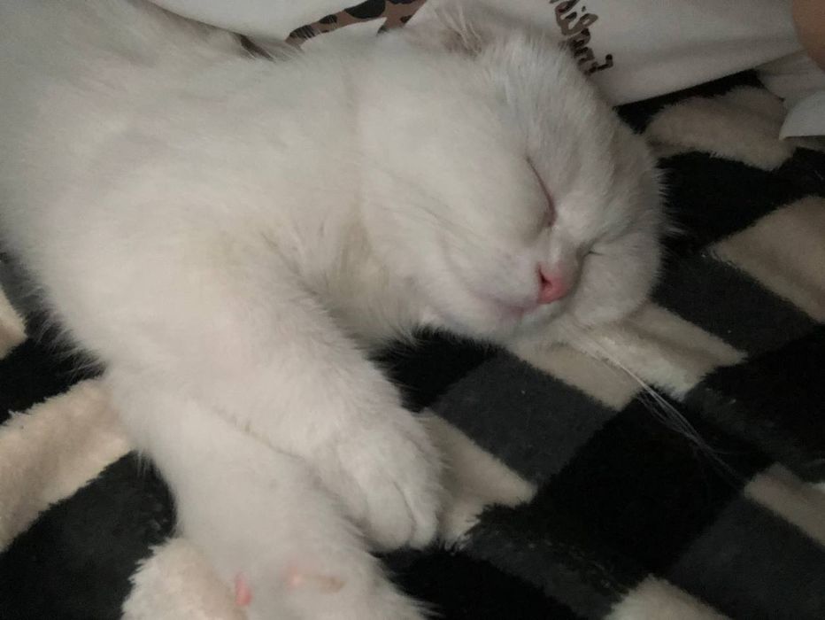 Продаётся кот скоттиш фолд