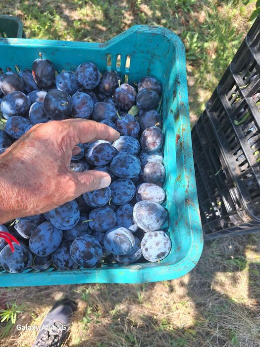 Vand prune de țuica din livada proprie