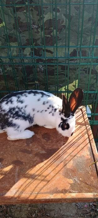 Iepuroaice tinere disponibilea