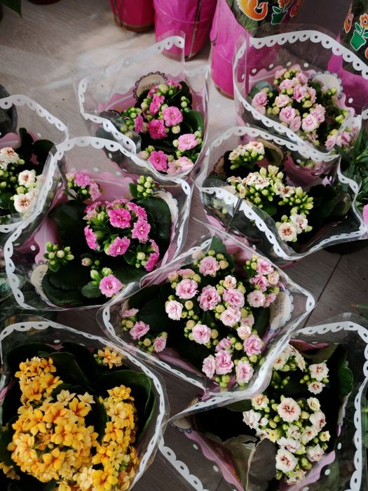 Семей бөлме гүлдері