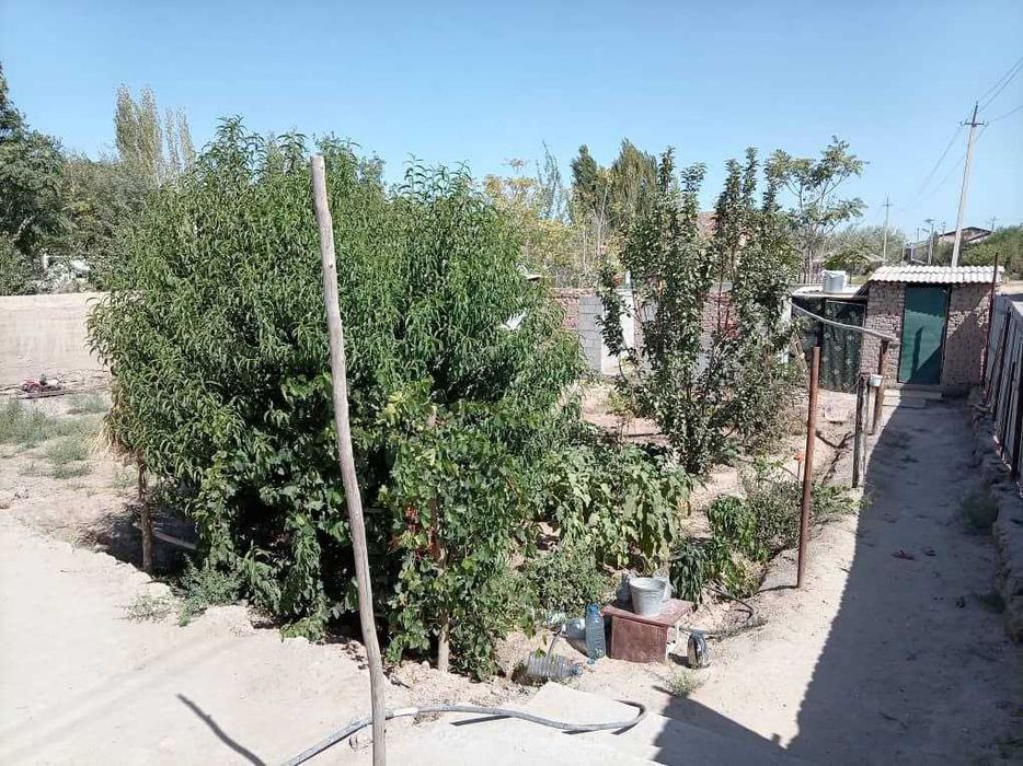 Уй сатылады (Саманбай, жолдын бойы)