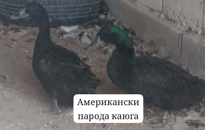 Американски парода каюга үирек