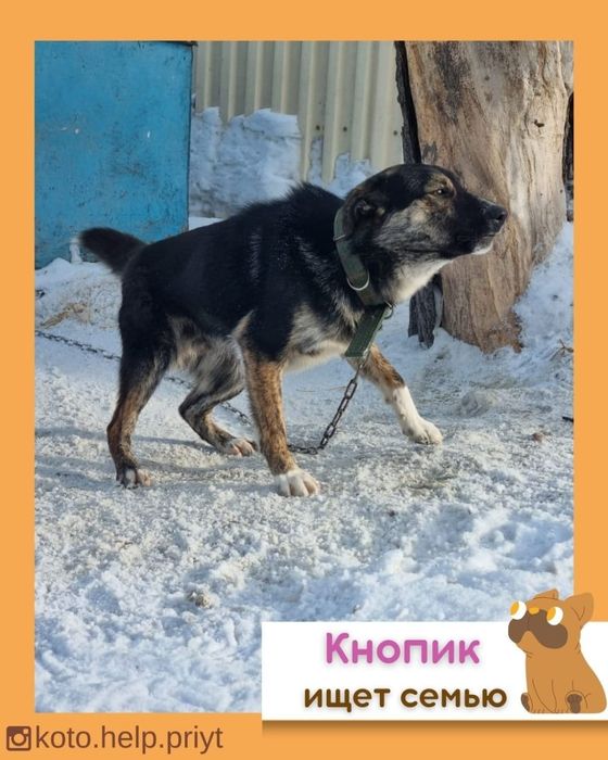 Дарю в добрые и ответственные руки