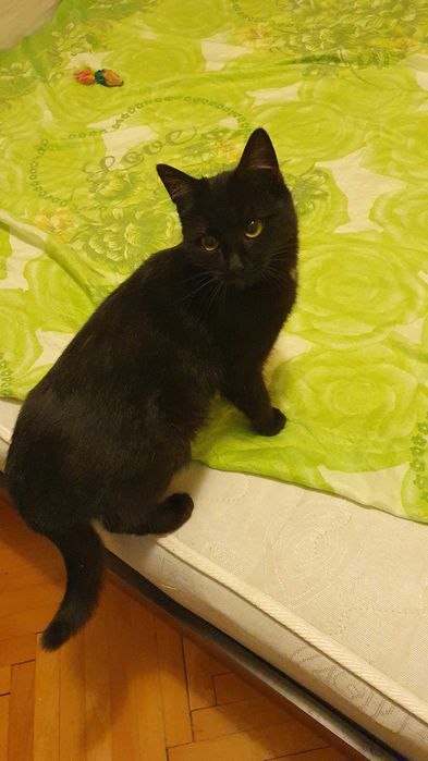 Приемен / постоянен Дом за Черна принцеса