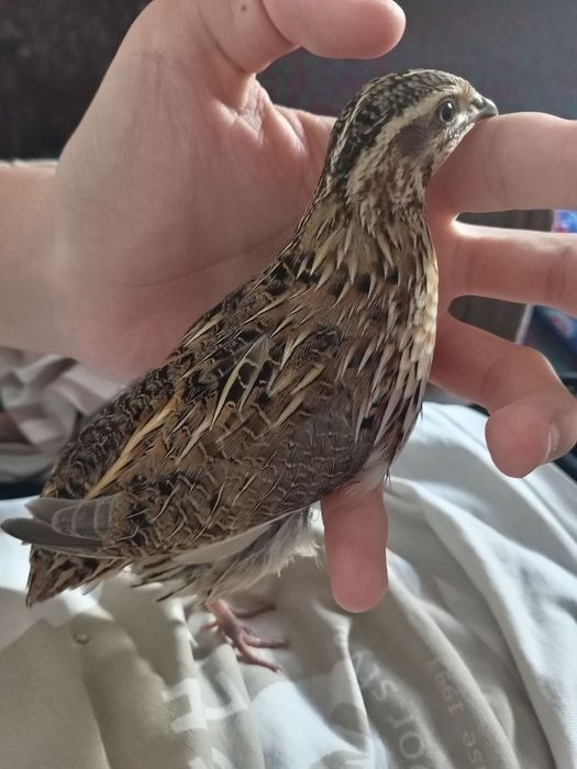 Беданалар бор сайроки