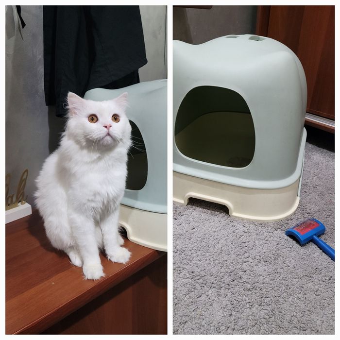 Mushuk:Scotish strayt heylend o'g'il bola 1yosh