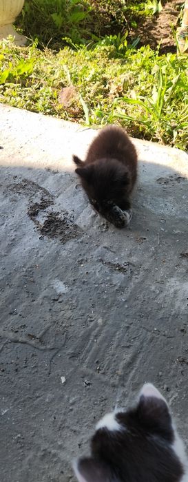 Отдам в добрые руки. Девочка