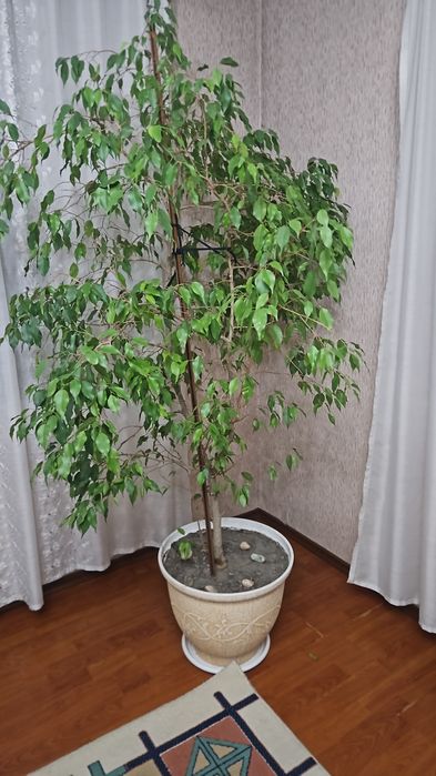 Фикус бенжамина  продам
