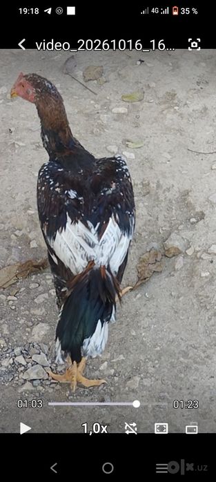 Дакан хўроз Шамо